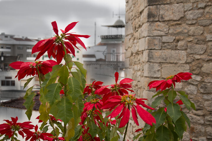 Weihnachtsstern, Portugal