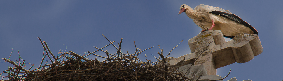 Storch auf Kirche, Portugal