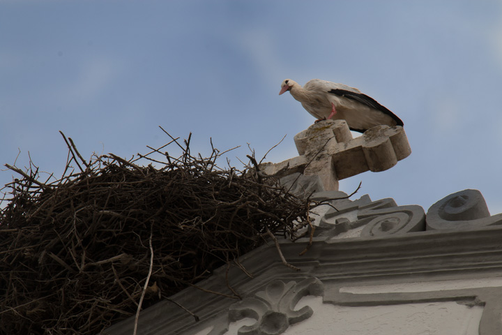 Storch auf Kirche, Portugal