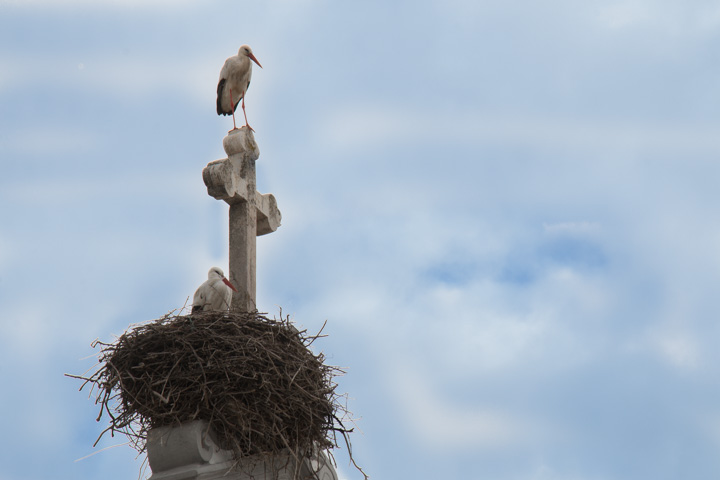 Storch auf Kirche, Portugal