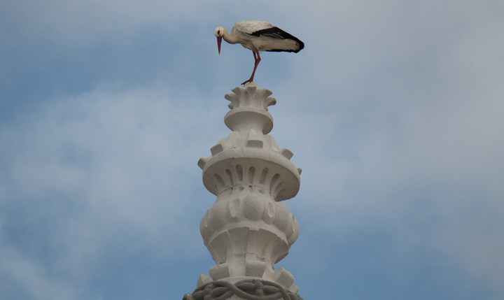 Storch, Portugal