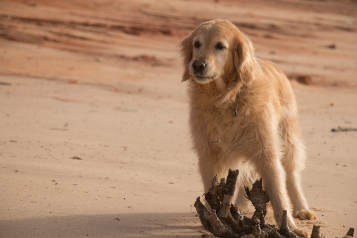 Retriever am Strand, Portugal