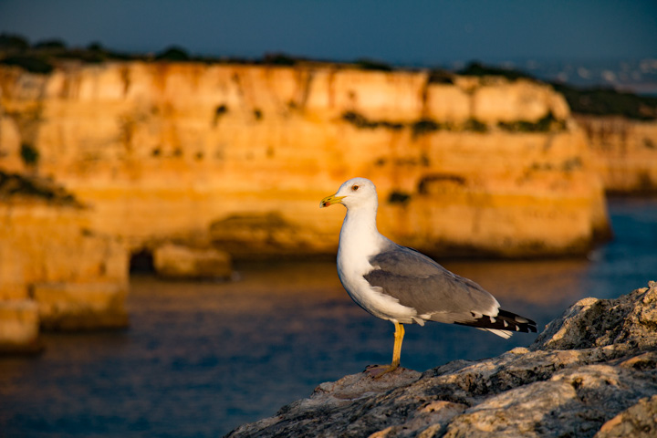 Möve an der Steilküste, Portugal