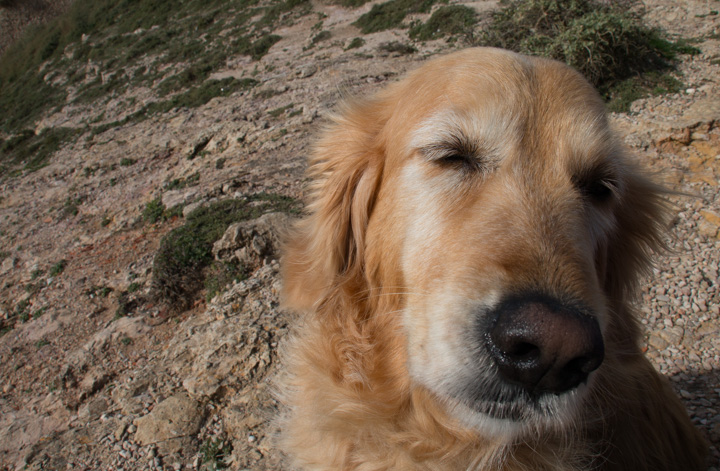 Retriever, Portugal