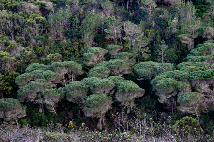 Pinienwald, Portugal