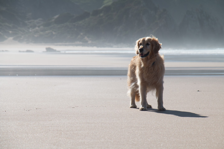 Retriever am Strand, Portugal