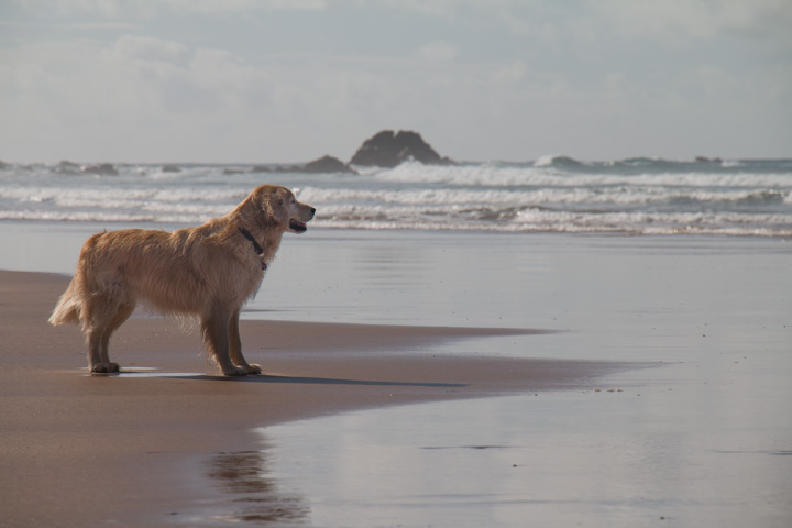 Retriever am Strand, Portugal