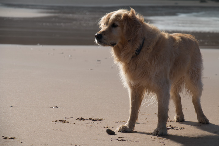 Retriever am Strand, Portugal