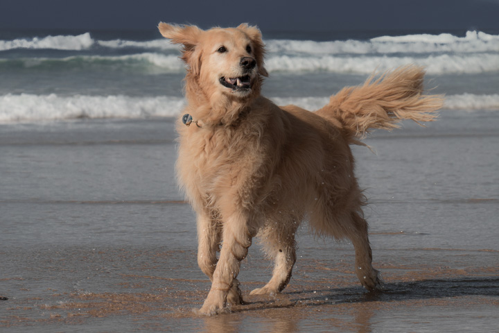 Retriever am Strand, Portugal