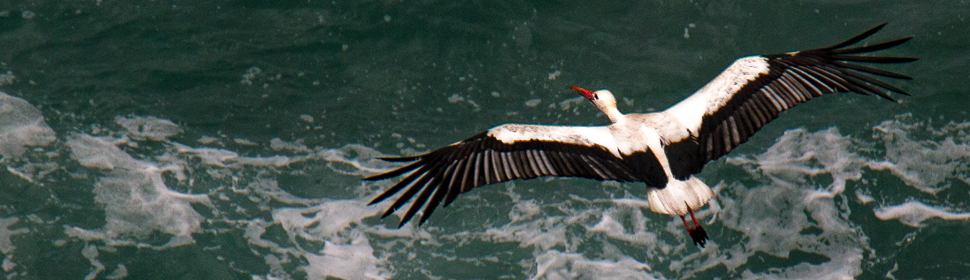 Storch, Steilküste, Portugal