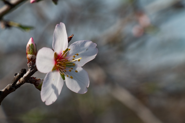 Mandelbaumblüte, Portugal