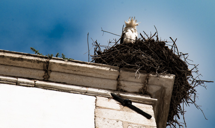 Storchennest, Portugal