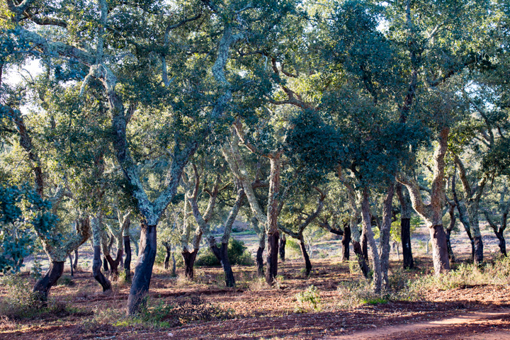 Korkeichen, Alentejo, Portugal