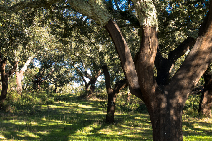 Korkeichen, Alentejo, Portugal