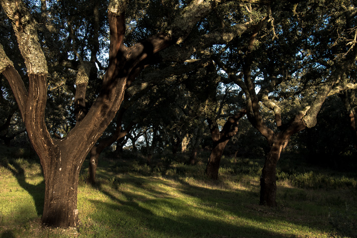 Korkeichen, Alentejo, Portugal