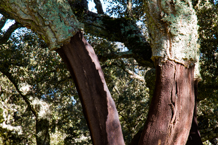 Korkeichen, Alentejo, Portugal