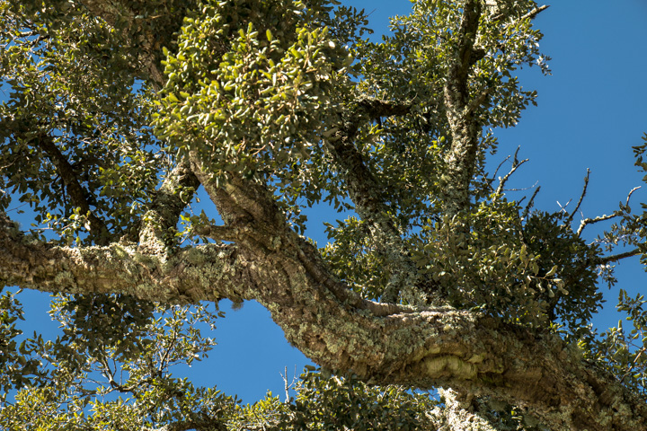 Korkeichen, Alentejo, Portugal