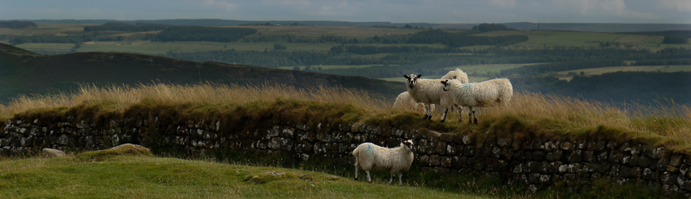 Schafe auf der Mauer