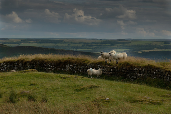 Schafe auf der Hadrians Wall