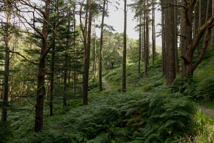 Farn im Wald