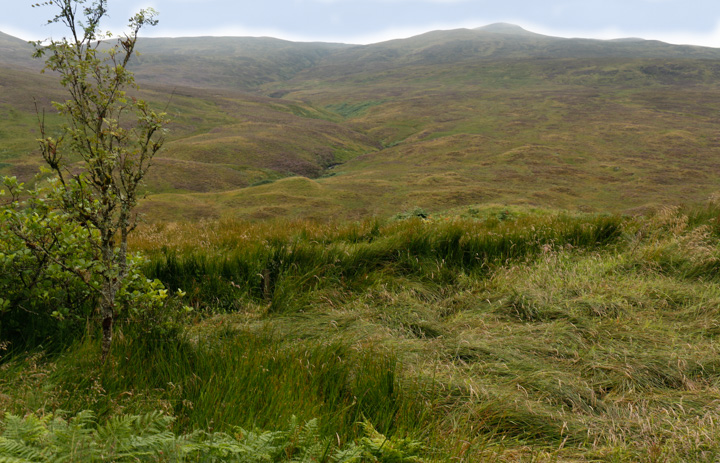 Moorlandschaft
