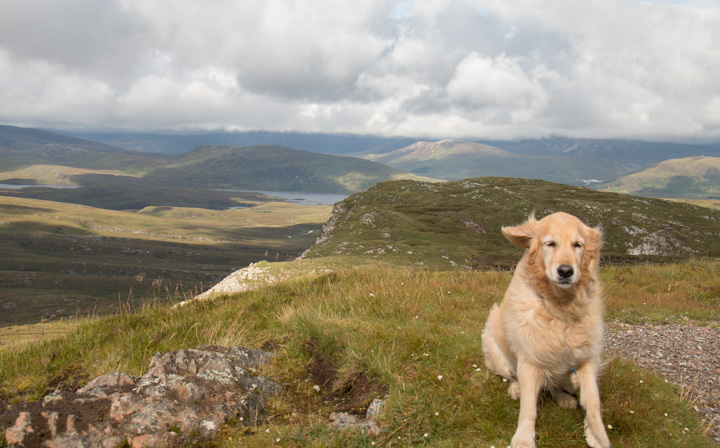 Sheeba in den Highlands