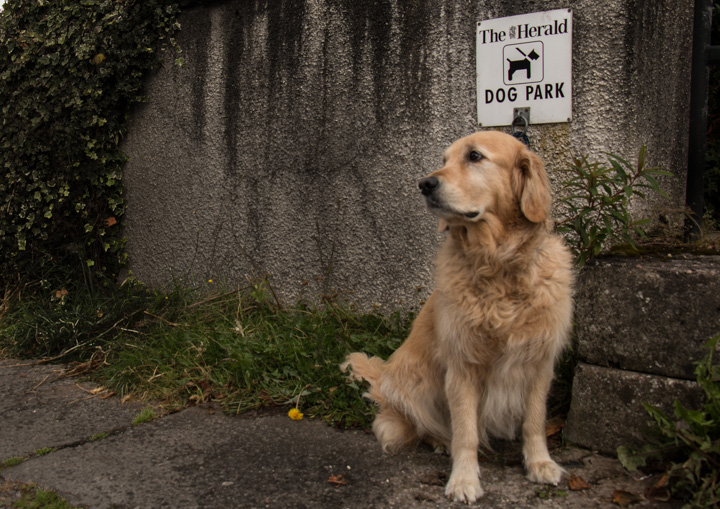 Sheeba am Hundeparkplatz