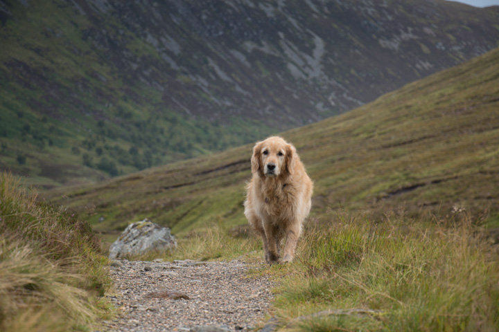 Sheeba - Retriever