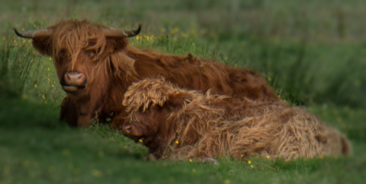 Hochlandrinder - Highlands