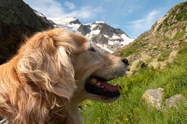 golden Retriever