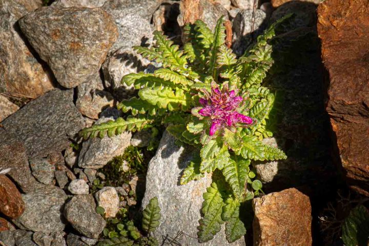 Alpenflora