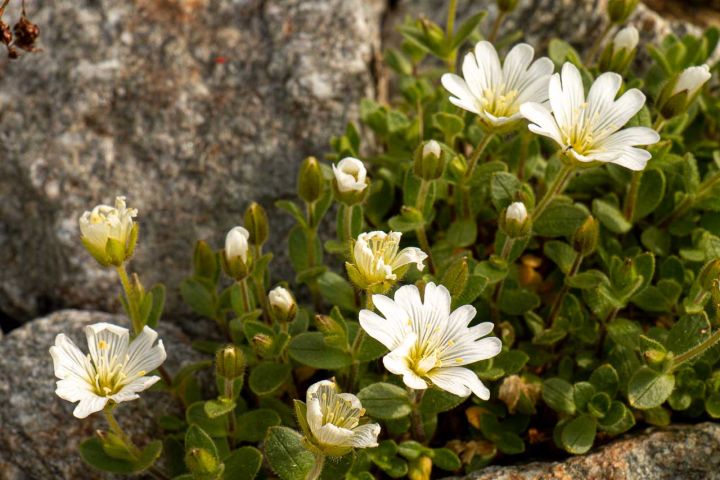 Alpenflora