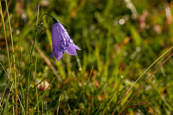 Alpenflora