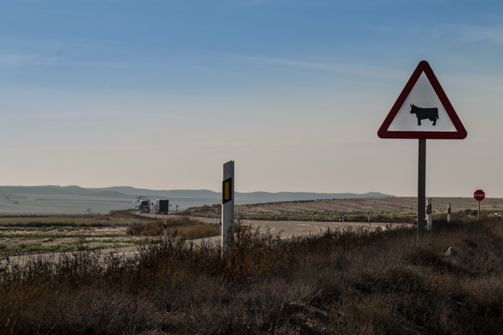 Stier, Spanien