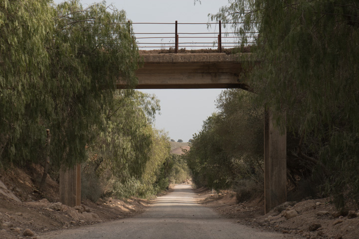 Olivenbäume, Spanien