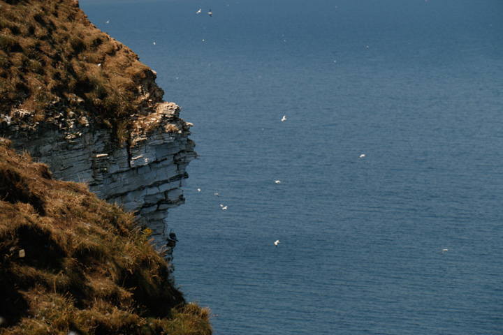Gannets, Bempton Cliffs