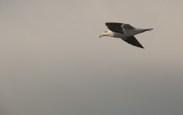 M&ouml;we, Stena Line, IrlandIrland
