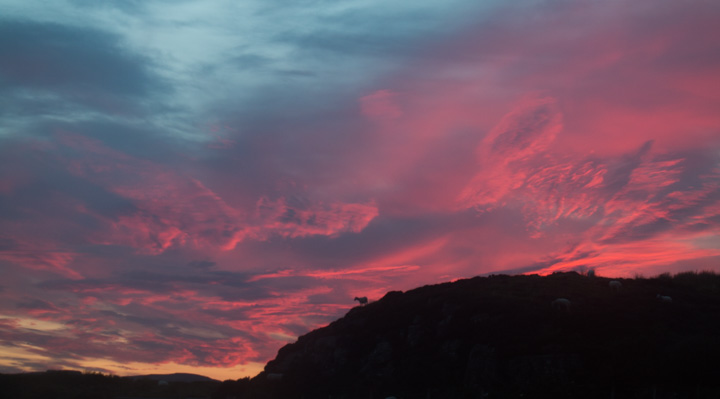 Schaf im Sonnenuntergang