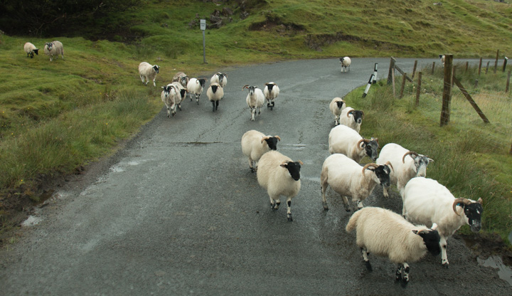 Schafe auf der Stra&szlig;e