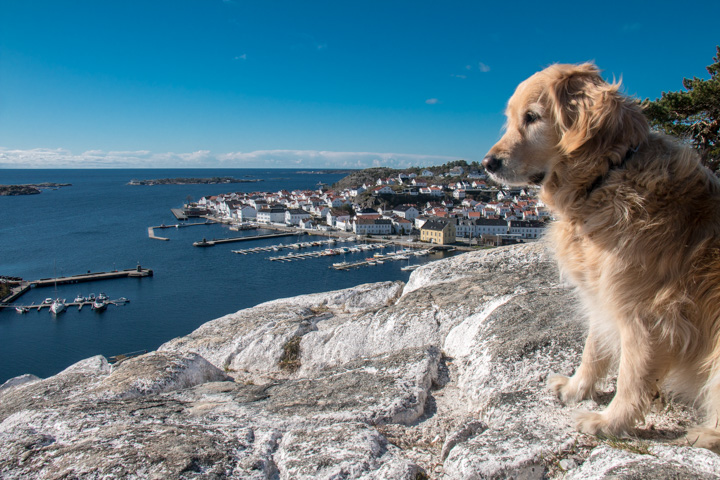 Ris&oslash;rflekken, Norwegen