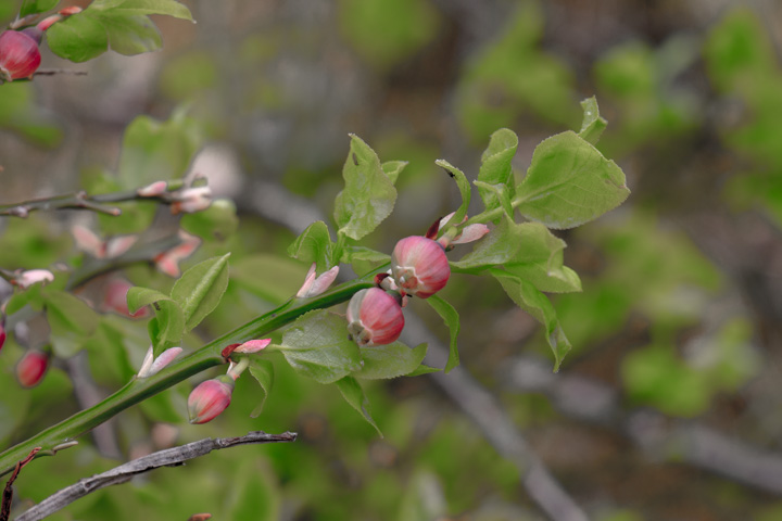 Heidelbeerbl&uuml;te, Norwegen