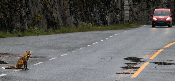 Fuchs an Stra&szlig;e, Norwegen