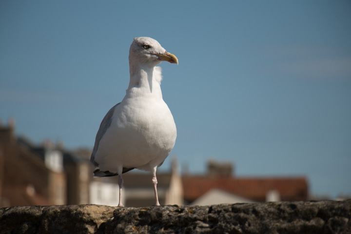 M&ouml;we - Anstruther