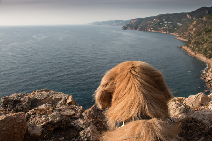 Retriever, Costa Brava, Spanien